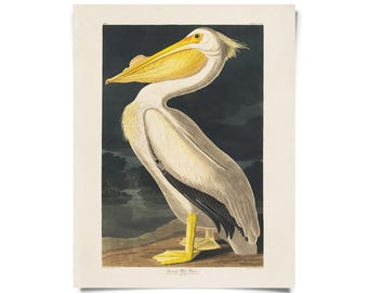Vintage White Pelican Audubon Print w/ optional frame / High Quality Giclee Print