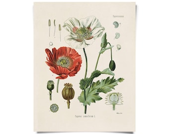 Vintage Botanical Opium Poppy Flower Print w/ optional frame / High Quality Giclee Print