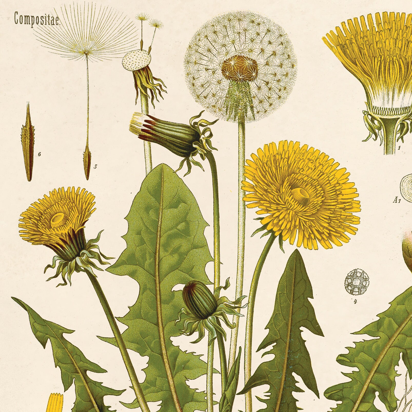 Vintage Botanical Dandelion Flower Print W Optional Frame High