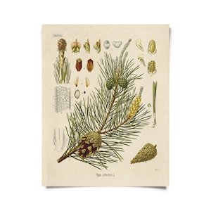Vintage botanischer Waldkiefernwald Druck mit optionalem Rahmen / High Quality Giclée-Druck