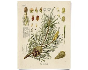 Vintage Botanical Scots Pine Forest Print w/ optional frame / High Quality Giclee Print