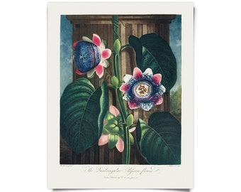 Vintage Botanical Quadangular Passion Flower Print w/ optional hanging frame  / High Quality Giclee Print