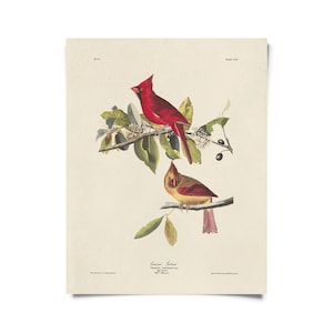 Vintage Audubon Cardinal Bird Print  w/ optional frame / High Quality Giclee Print