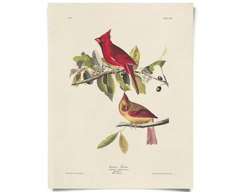 Vintage Audubon Cardinal Bird Print  w/ optional frame / High Quality Giclee Print