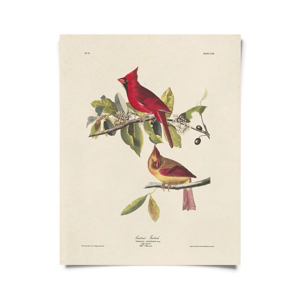 Audubon Prints - Etsy