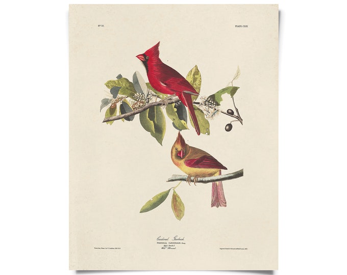 Vintage Audubon Cardinal Bird Print  w/ optional frame / High Quality Giclee Print