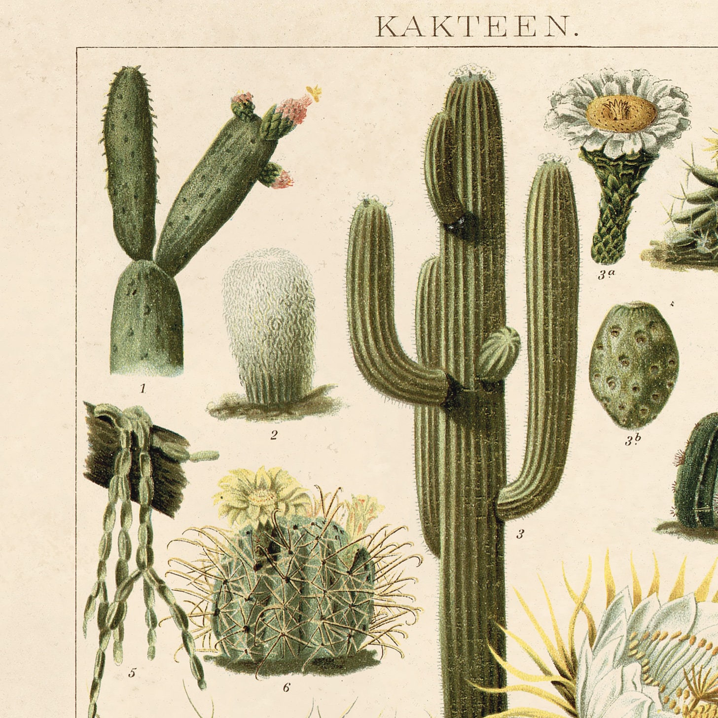 Vintage Botanical Cactus Kakteen 2 Print w/ optional frame