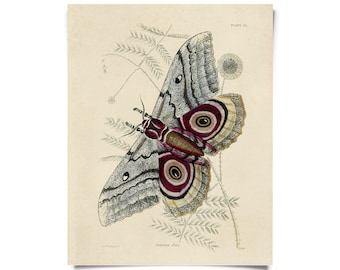 Vintage Insect Saturnia Isis Sphinx Moth Print w/ optional frame