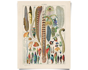 Vintage Nature Bird Feather Plumes Print w/ optional frame / High Quality Giclee Print