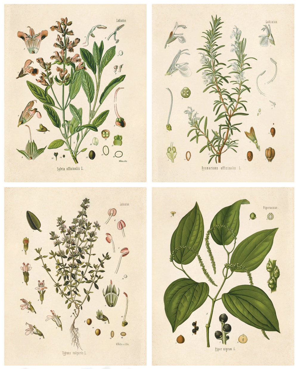 Vintage Botanical Herb Print Set. Kitchen Art Posters Set of 4. Vintage