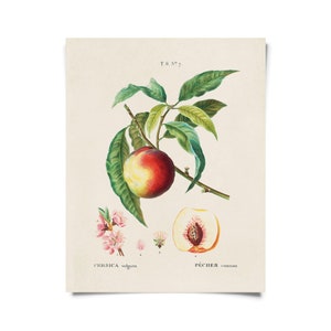 Vintage botanische Pfirsichblüte mit Rahmen / hochwertiger Giclée-Druck