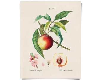 Vintage Botanical Peach Blossom Print w/ frame option / High Quality Giclee Print
