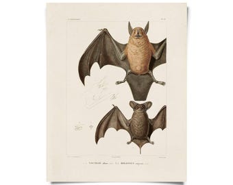 Vintage Mexican Freetail Bat Print w/ optional magnetic frame / High Quality Giclee Print