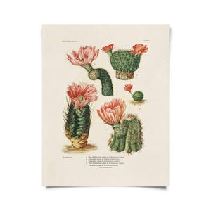 Vintage Botanical Cactus 4 Print w/ optional frame / High Quality Giclee Print