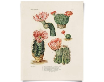 Vintage Botanical Cactus 4 Print w/ optional frame / High Quality Giclee Print