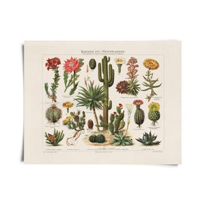 Vintage botanische cactus kakteen grafiek 1 print / gicleeprint van hoge kwaliteit