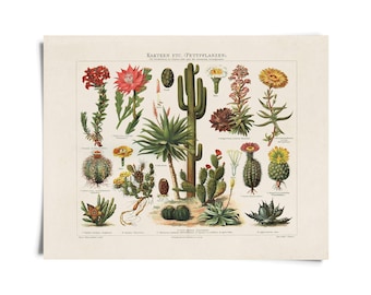 Vintage Botanical Cactus Kakteen Chart 1 Print / High Quality Giclee Print