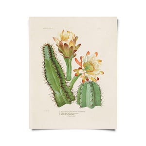 May include: A vintage botanical illustration of a cactus with two blooming flowers. The cactus is green with sharp spines and the flowers are white with yellow centers. The illustration is on a cream-colored background.