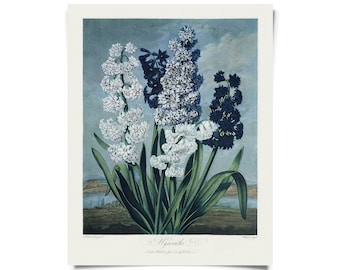 Vintage Botanical Hyacinths Flower Print  w/ optional hanging frame / High Quality Giclee Print