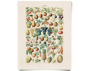 Vintage Botanical French Fruits by Millot Print w/ frame option / High Quality Giclee Print