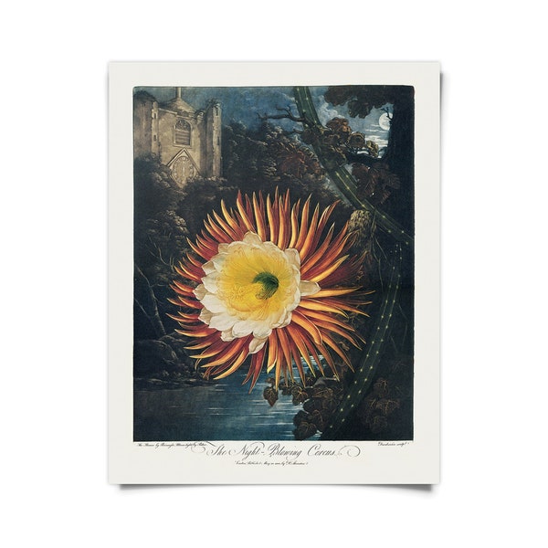 Vintage Botanical Night Blooming Cereus Cactus Print  w/ optional hanging frame  / High Quality Giclee Print