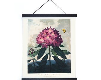 Vintage Botanical Pink Rhododendron Flower Print  w/ optional hanging frame  / High Quality Giclee Print