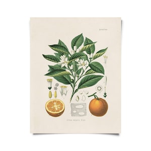 Impressão vintage botânica cítrica laranja com moldura opcional / impressão giclée de alta qualidade