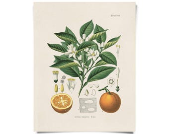 Vintage Botanical Citrus Orange Print w/ optional frame / High Quality Giclee Print
