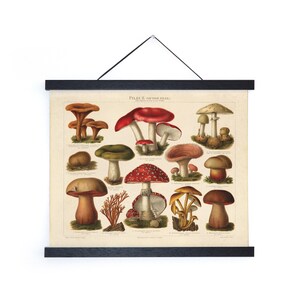 Vintage Botanical Mushroom German Pilze 2 Print / High Quality Giclee Print