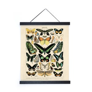 Vintage natuur Franse vlinder 1 print met optionele lijst / gicleeprint van hoge kwaliteit