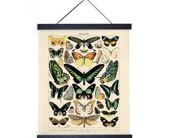 Vintage Nature French Butterfly 1 Print w/ optional frame / High Quality Giclee Print