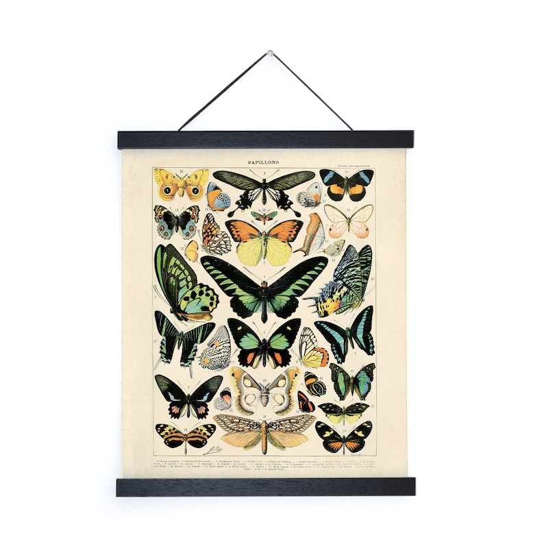 Vintage Nature French Butterfly 1 Print w/ optional frame / High Quality Giclee Print image 1