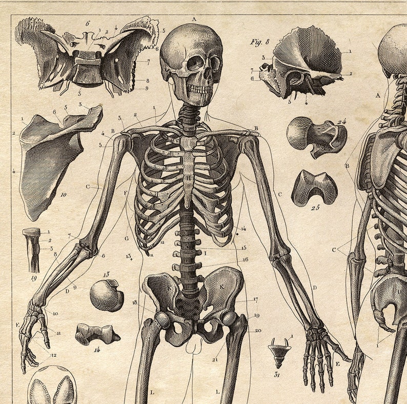 Impresión De Diagrama De Esqueleto De Anatomía Vintage Etsy España