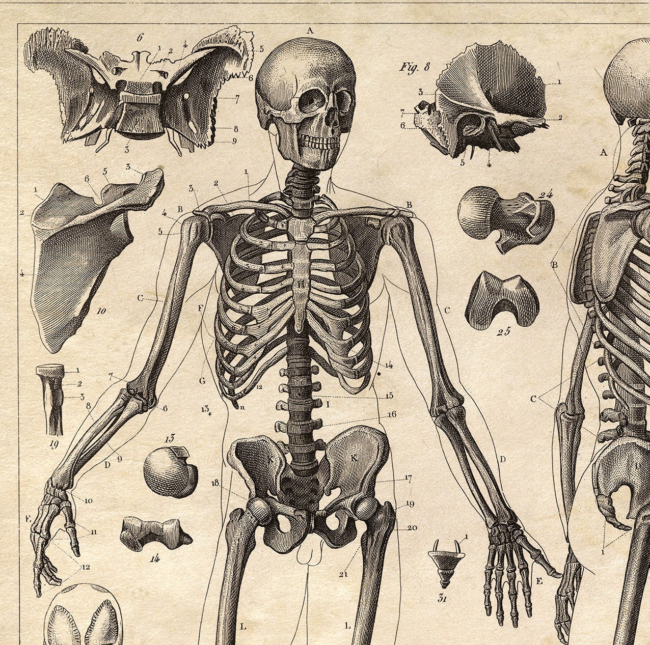 Vintage Anatomy Skeleton Diagram Print Doctor Office Educational Chart