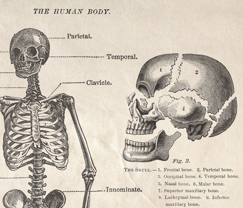 Vintage Anatomy Human Body Skeleton Print W/ Optional Frame / High ...