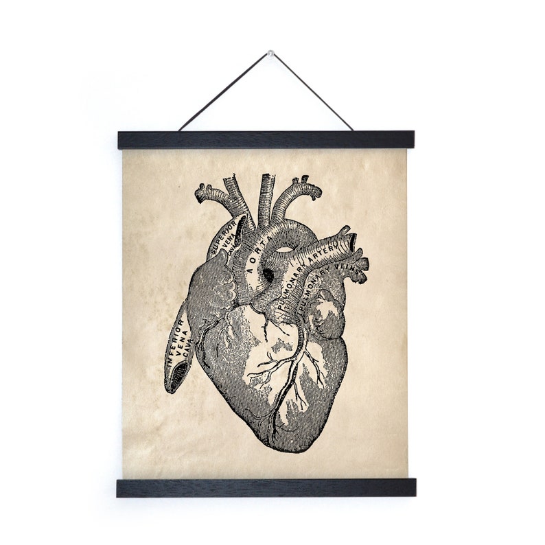 Vintage Anatomy Heart Diagram Print W/ Optional Frame | Etsy
