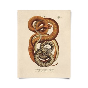 Vintage French Snake Zoology Print w/ optional frame / High Quality Giclee Print