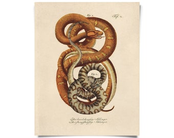 Vintage French Snake Zoology Print w/ optional frame / High Quality Giclee Print