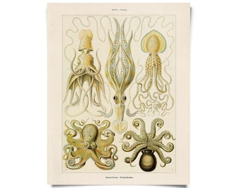 Vintage Haeckel Octopus Squid Print w/ optional frame / High Quality Giclee Print