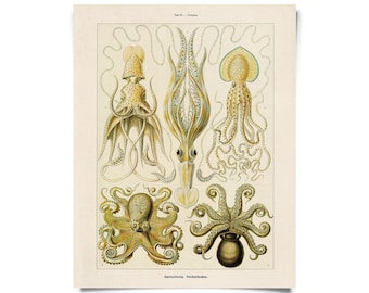 Vintage Haeckel Octopus Squid Print w/ optional frame / High Quality Giclee Print