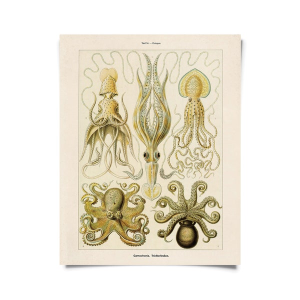 Vintage Haeckel Octopus Squid Print w/ optional frame / High Quality Giclee Print