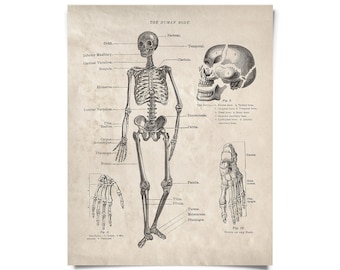 Vintage Anatomy Human Body Skeleton Print w/ optional frame /  High Quality Giclee Print