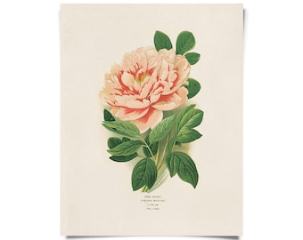 Vintage Botanical Peony Flower Print w/ optional frame / High Quality Giclee Print