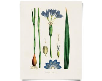Vintage Botanical Gelasine Azurea Iris Print w/ optional frame / High Quality Giclee Print
