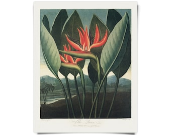 Vintage Botanical Bird of Paradise Print Temple of Flora w/ frame option / High Quality Giclee Print