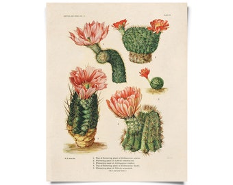 Vintage Botanical Cactus 4 Print w/ optional frame / High Quality Giclee Print