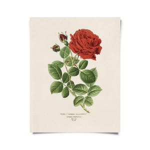 Vintage Botanical Red Jack Rose Print w/ optional frame / High Quality Giclee Print