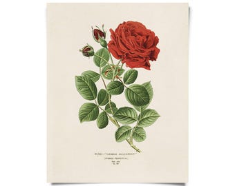 Vintage Botanical Red Jack Rose Print w/ optional frame / High Quality Giclee Print