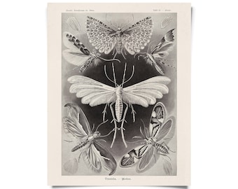 Vintage Haeckel Moth Insect Print w/ optional frame / High Quality Giclee Print