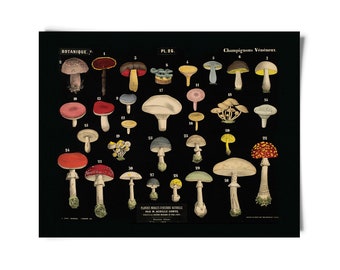 Vintage Botanical Mushroom Black Print 1 / High Quality Giclee Print